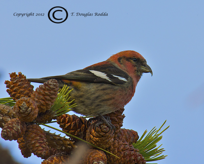 WHITE WING CROSSBILL